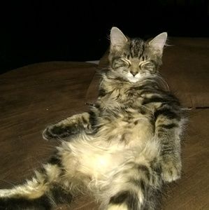 Meet your Posher, Taylor